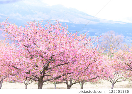 Kawazu cherry blossoms against the backdrop of nature (Minamiaso) Kumamoto Prefectural Open Air Theatre Aspecta Kawazu cherry blossoms against the backdrop of nature (Minamiaso) Kumamoto Prefectural Open Air Theatre Aspecta 123301586