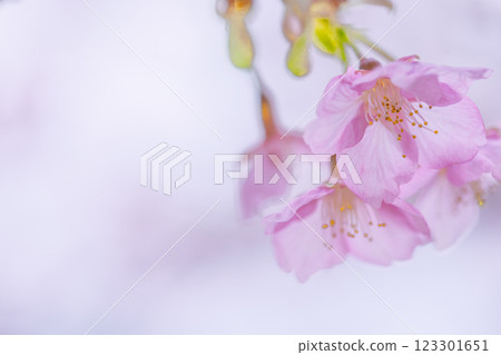 Close-up of Kawazu cherry blossoms shining in natural light (Minamiaso) Kumamoto Prefecture Open-Air Theatre Aspecta Close-up of Kawazu cherry blossoms shining in natural light (Minamiaso) Kumamoto Prefecture Open-Air Theatre Aspecta 123301651