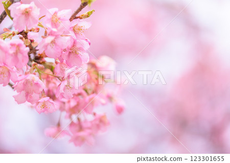 Close-up of Kawazu cherry blossoms shining in natural light (Minamiaso) Kumamoto Prefecture Open-Air Theatre Aspecta Close-up of Kawazu cherry blossoms shining in natural light (Minamiaso) Kumamoto Prefecture Open-Air Theatre Aspecta 123301655