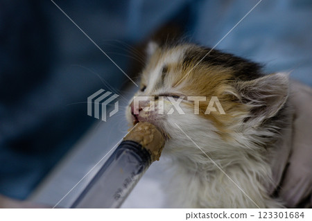 A veterinarian feeds a small homeless kitten with his eyes closed. The doctor takes care of the homeless kitten's health and provides it with the necessary nutrition. Rescue of a homeless kitten. A veterinarian feeds a small homeless kitten with his eyes closed. The doctor takes care of the homeless kitten's health and provides it with the necessary nutrition. Rescue of a homeless kitten. 123301684
