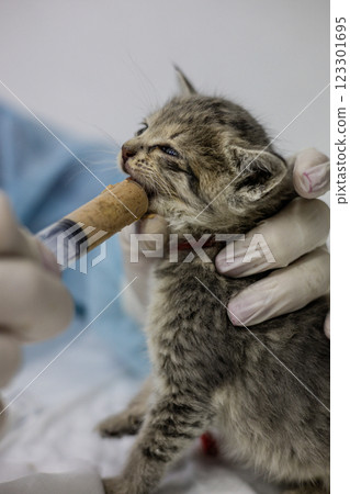 A veterinarian wearing gloves feeds a rescued kitten with a syringe of food, providing the necessary care and nutrition at a veterinary clinic or animal shelter. Abandoned animal rescue. A veterinarian wearing gloves feeds a rescued kitten with a syringe of food, providing the necessary care and nutrition at a veterinary clinic or animal shelter. Abandoned animal rescue. 123301695