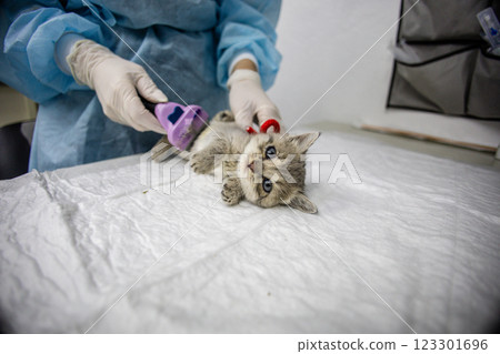A veterinarian in gloves and a light blue uniform carefully brushes a small gray kitten lying on a table in a veterinary clinic. The veterinarian provides care and attention to the kitten. 123301696