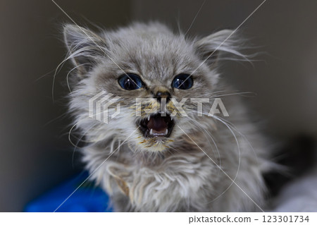 A kitten meows cutely in a veterinary clinic. A veterinarian examines a sick kitten with bright blue eyes and a dirty nose, meowing with an open mouth, during treatment at a veterinary clinic. 123301734