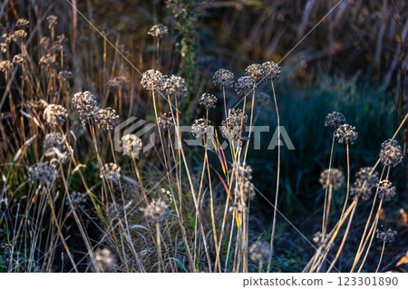 Dried wildflowers stand tall in a sunlit meadow, their delicate seed heads glowing in the golden light. The blurred background of grasses and foliage creates a dreamy, peaceful autumn atmosphere. 123301890