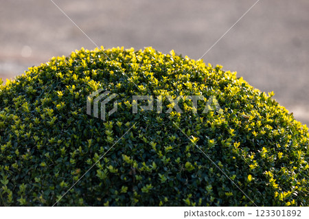 A neatly trimmed, round green bush with vibrant yellow-tipped leaves is bathed in warm sunlight. The blurred background emphasizes the plants lush texture and fresh, natural beauty. 123301892