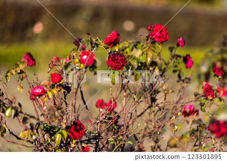 Bright red roses in full bloom mixed with wilting blossoms, surrounded by green leaves, capturing a balance of beauty and decay under the warm sunlight of a serene garden. 123301895
