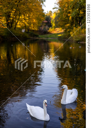 A serene autumn scene with a white swan gliding through a calm river. The golden reflections of fall foliage shimmer on the water, creating a picturesque and peaceful atmosphere in nature. 123301898