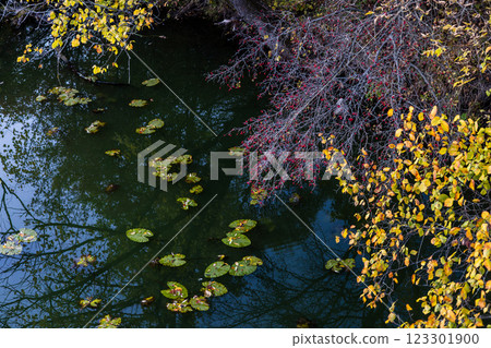 A calm river with floating lily pads reflects the surrounding autumn trees. Branches with yellow leaves and red berries hang over the water, creating a peaceful, colorful scene of nature in fall. 123301900