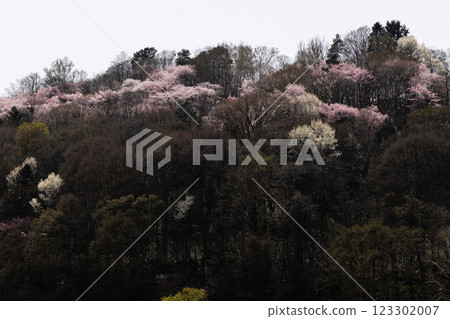 Yamazakura blooming in the mountains Yamazakura blooming in the mountains 123302007