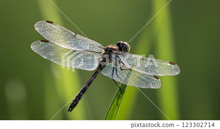 Dragonfly with Transparent Wings Resting on a Blade of Grass 123302714