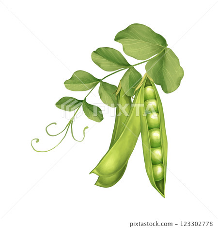 Green peas, pods and leaves. Hand-drawn illustration Green peas, pods and leaves. Hand-drawn illustration 123302778