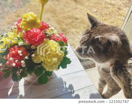 貓在窗台上玩 貓在窗台上玩 123302787