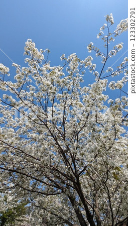 盛開的櫻花在藍天中閃耀 123302791