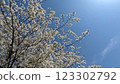 Cherry blossoms in full bloom shining in the blue sky 123302792
