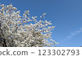 Cherry blossoms in full bloom shining in the blue sky 123302793