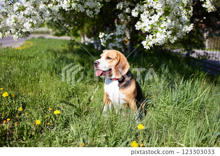 A beagle dog sits on the grass with dandelions in a sunny clearing under a blooming apple tree A beagle dog sits on the grass with dandelions in a sunny clearing under a blooming apple tree 123303033