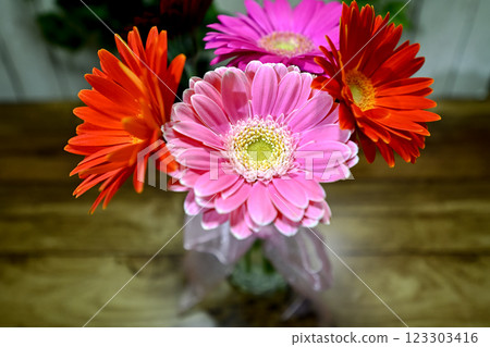 Gerbera in a vase Gerbera in a vase 123303416
