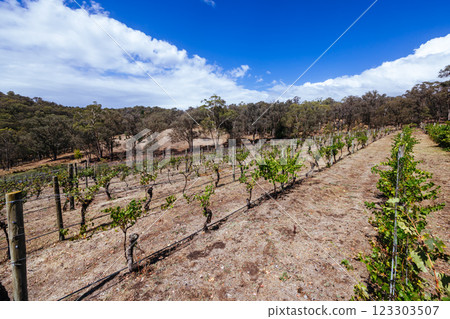 Panton Hill Winery in Melbourne Australia 123303507