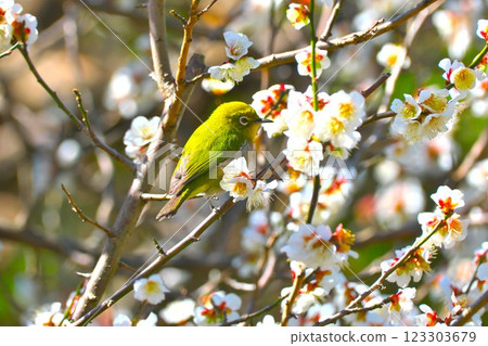 Mejiro on plum 123303679