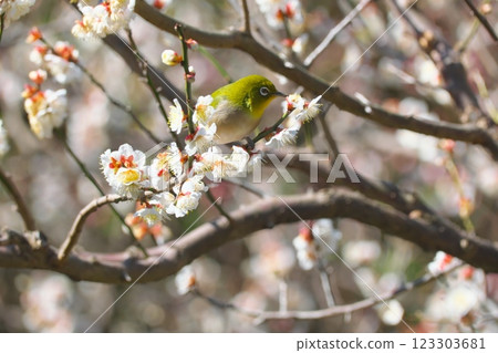 Mejiro on plum Mejiro on plum 123303681
