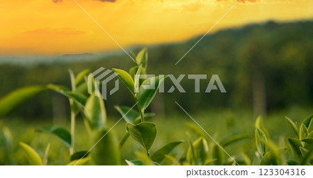 Green tea tree leaves field Fresh young tender bud herbal in farm on summer morning. Sunlight Green tea tree plant camellia sinensis in organic farm. Close up Tree tea plant green nature in morning 123304316