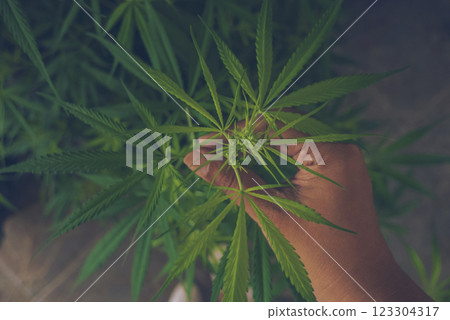Green weed Marijuana hands picking bud tree cannabis plant narcotic herbal in CBC greenhouse. Hands with cannabis crude oil medicine farm. CBC, THC herb agriculture. Weed leaf Drug Medicine plant 123304317