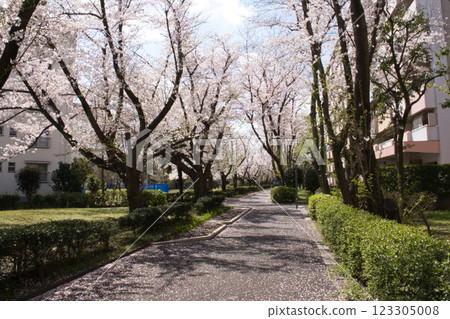 三里住宅社區的櫻花樹 三里住宅社區的櫻花樹 123305008