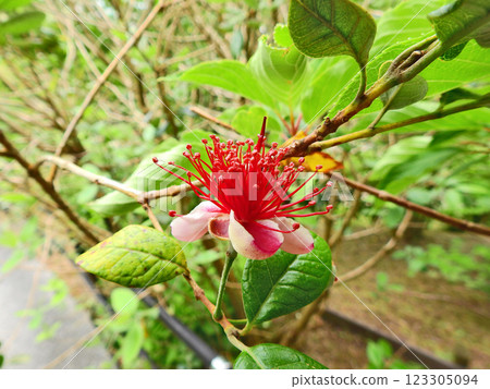 Exotic flowers of evergreen shrub feijoa Exotic flowers of evergreen shrub feijoa 123305094