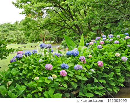Hydrangeas bloom at Shiranoe Botanical Garden in Moji Ward, Kitakyushu City 123305095
