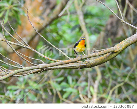 Narcissus flycatcher, a beautiful summer bird that perches on a tree branch and sings Narcissus flycatcher, a beautiful summer bird that perches on a tree branch and sings 123305097