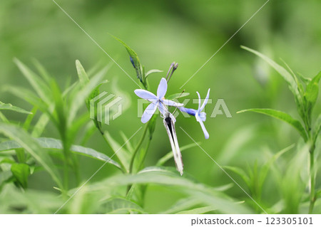初夏在沼澤中綻放藍色薄瓣的 Amsonia elliptica 123305101