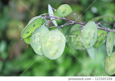 A plant of the Brassicaceae family with fan-shaped fruits after the flowers. 123305109