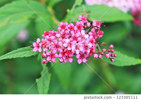Spirea japonica，一種有深紅色小花的落葉灌木 123305111