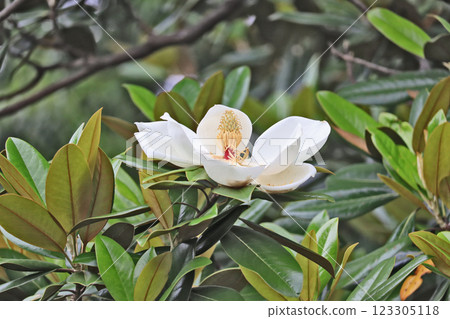 Evergreen tall tree with large white flowers blooming upward 123305118