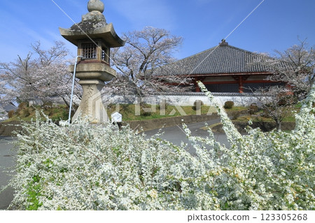 Cherry blossoms and snow willows blooming in front of the Jodo-do Hall (national treasure) at Jodo-ji Temple (Ono City, Hyogo Prefecture) 123305268