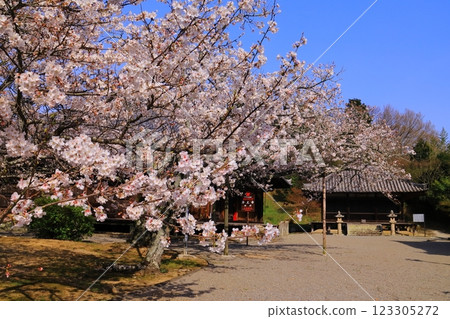 Cherry blossoms blooming in front of the Kaisan-do Hall of Jodo-ji Temple (Ono City, Hyogo Prefecture) 123305272