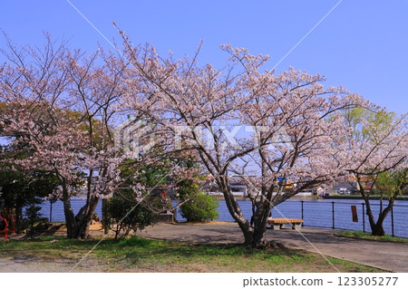 Cherry blossoms in full bloom at Oike Pond (Ojicho, Ono City, Hyogo Prefecture) 123305277
