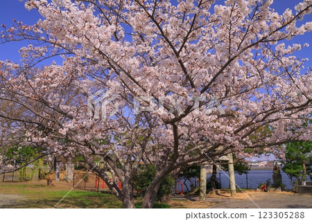 Cherry blossoms in full bloom at Oike Pond (Ojicho, Ono City, Hyogo Prefecture) 123305288