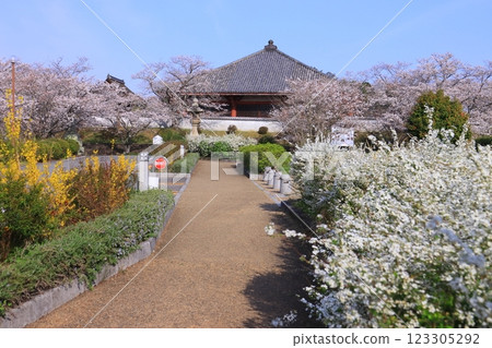 Cherry blossoms and snow willows blooming in front of the Jodo-do Hall (national treasure) at Jodo-ji Temple (Ono City, Hyogo Prefecture) 123305292