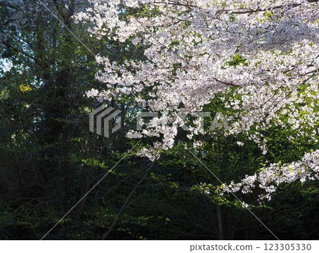 Scenery with cherry blossoms 123305330