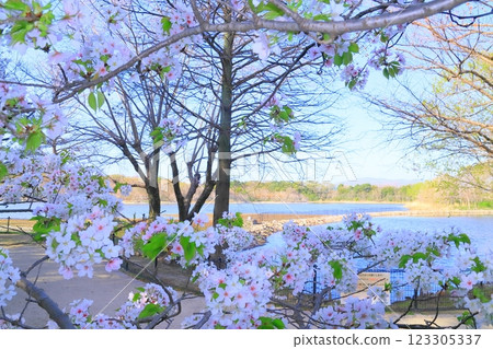 高野池公園的櫻花盛開（兵庫縣伊丹市） 123305337