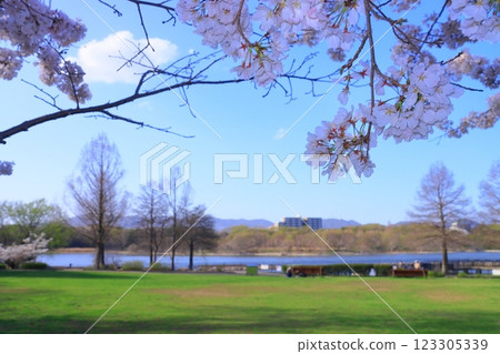 高野池公園的櫻花盛開（兵庫縣伊丹市） 123305339