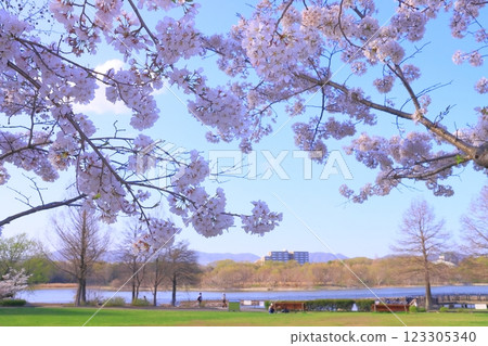 Cherry blossoms in bloom at Koyaike Park (Itami City, Hyogo Prefecture) Cherry blossoms in bloom at Koyaike Park (Itami City, Hyogo Prefecture) 123305340