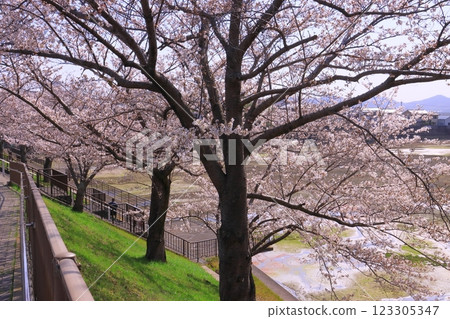 權現池櫻花盛開(兵庫縣小野市) 權現池櫻花盛開(兵庫縣小野市) 123305347