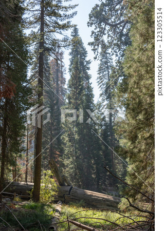 Fallen sequoia tree trunk in a dense forest in California in daylight. Concept of nature cycle, decay, and regeneration in the wilderness. Vertical photo. Fallen sequoia tree trunk in a dense forest in California in daylight. Concept of nature cycle, decay, and regeneration in the wilderness. Vertical photo. 123305514