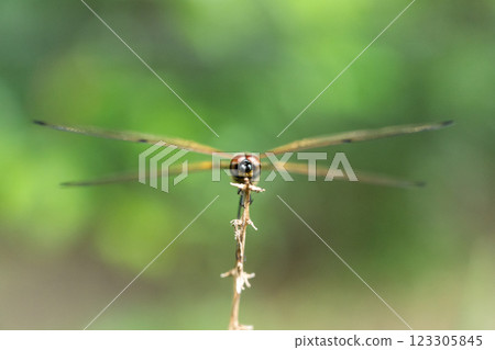 Dragonfly (Possibly Rhyothemis) Frontal Close-Up: Perched on a Twig 123305845