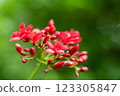 Jatropha Integerrima (Peregrina) Bright Red Flowers in Bloom, Close-Up 123305847