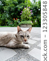 Tranquil Blue-Eyed Cat Relaxing on Stone Tiles in a Lush Green Garden 123305848