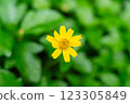 Bright Yellow Wedelia Flower in Full Bloom, Close-Up with Green Leaf Background 123305849