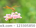 Orange Dragonfly Perched on Pink Lantana Flower, Close-Up Macro 123305850